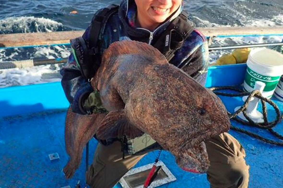 wolffish6